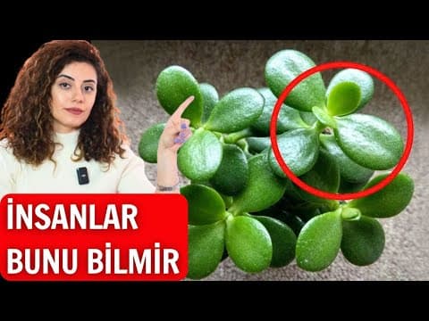 Bu Bitki Hamının Evində Var - Amma Faydasını 90% İnsan Bilmir