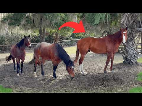 My Racehorse Makes New Friends