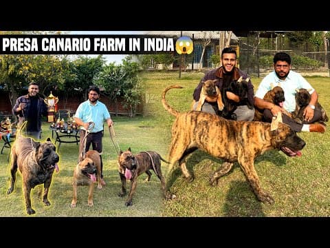 India’s Biggest Friendly Presa Canario Farm In Noida😱