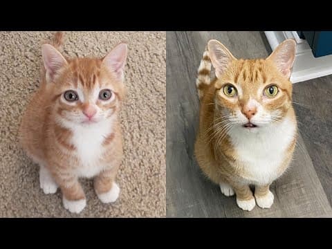 Cat 10 Years Cancer Free! + Marmalade's Funniest Moments 🧡