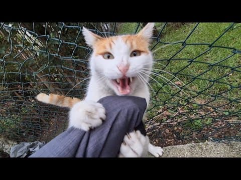 You Don’t Want To Cross This Psychopath Orange Cat.