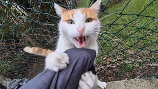 You Don’t Want To Cross This Psychopath Orange Cat.