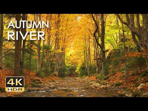 4k Hdr Autumn River Sounds & Falling Leaves - Babbling Stream & Fall Forest Colors - Relax/ Sleep