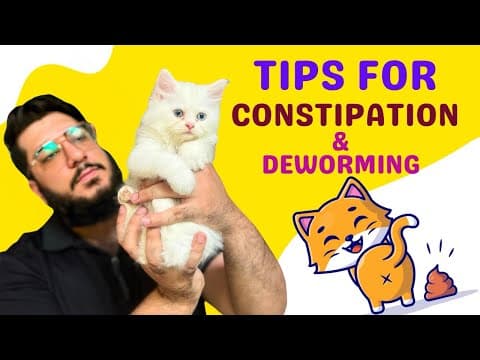 Tiny Constipated Kitten Gets Deworming | How To Deworm Persian Cats | Constipated Kitten Help