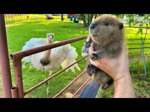 Rescuing A Baby Beaver (to Feed Kevin)