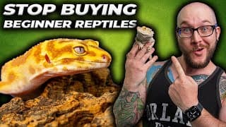 Beginner Reptiles Are Stupid! Stop Buying Them
