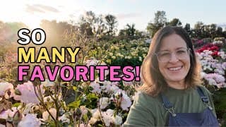 Rose Heaven: Touring Heirloom Roses’ Private Fields