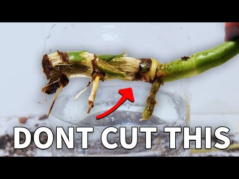 I Changed How I Deal With Rot