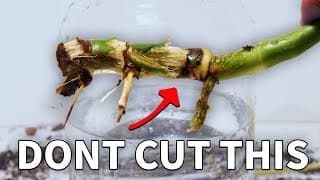 I Changed How I Deal With Rot