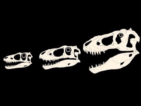 The Mysteries & Puzzles Of T.rex Growth