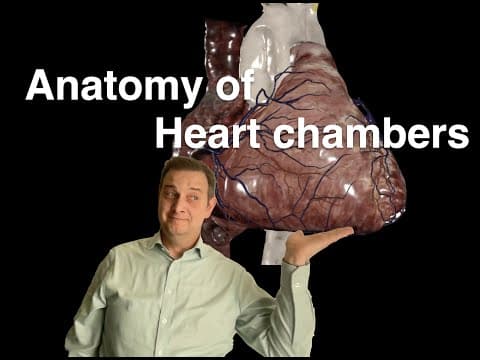 Anatomy Of Heart Chambers