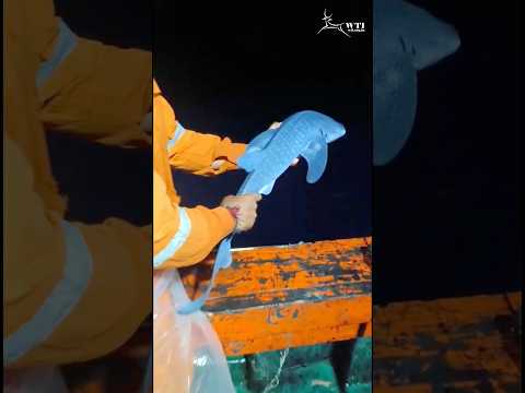 #whaleshark pup caught in fishing net, rescued and released off the coast of Veraval #gujarat