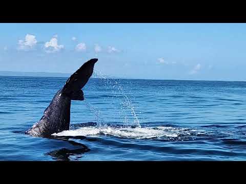 Crazy Captain Bullies Kid And Boards Boat For Calling Him Out
