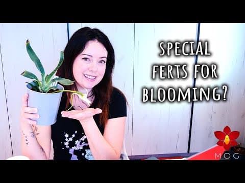 Should I Change My Orchid Videos? Do You Need Bloom Fertilisers? Q&a - December 2025