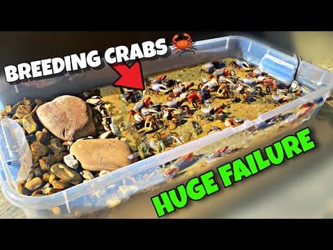 I Tried Breeding Fiddler Crabs...total Disaster!