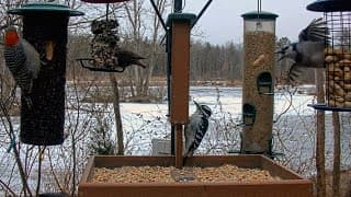 Several Species Arrive For A Breakfast Party At Cornell Feeders – jan. 21, 2026
