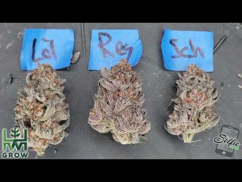 Schwazzing Vs. Lollipopping Vs. Regular - Cannabis Defoliation Strategies