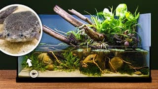 Giant Riparian Pond Tank For Tiny Aquatic Frogs