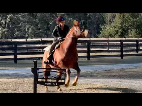 He Refuses And Throws A Tantrum! What Do I Do?