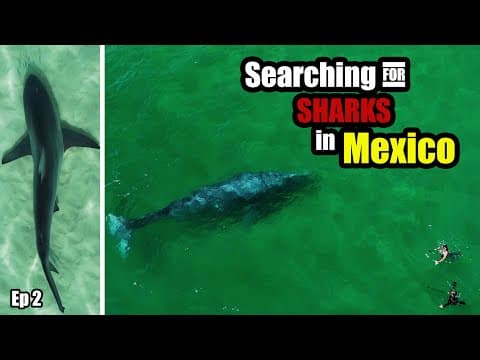 Sharks, Whales, And The Wildest Waters In Mexico