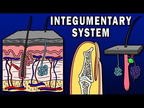 Integumentary System Overview - Skin, Hair, Nails, Sweat And Sebaceous Glands, Etc.