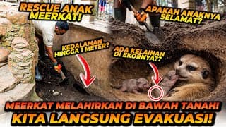 Meerkat Beranak Tapi Di Bawah Tanah Sedalam 1 Meter?! Tim Rescue Langsung Beraksi! Gimana Kondisinya