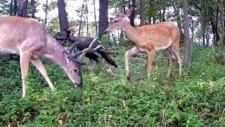 Buck’n Turkeys, Hungry Kitty, And Limping Coyote: Trail Cam Highlights 8.7.25