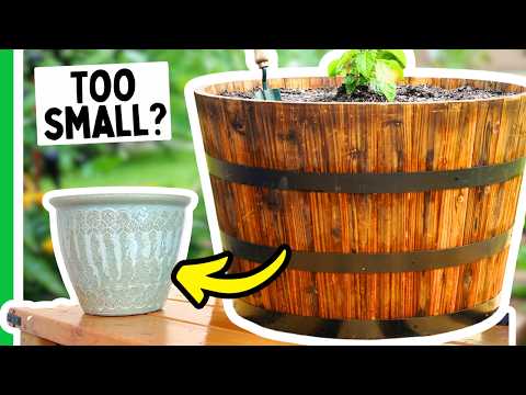 The Perfect Container Size For Every Pepper Plant