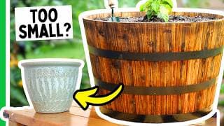 The Perfect Container Size For Every Pepper Plant