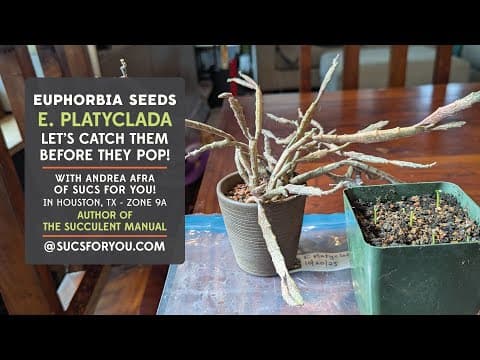 Catching Euphorbia Platyclada Seeds Before They Pop And Planting Them Baggy-style
