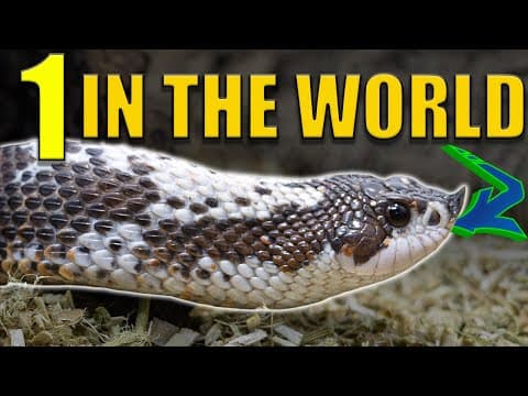 All Our Pet Hognose Snakes! Colubrid Tour And Brumation!