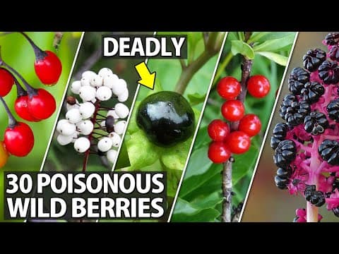 Learn To Identify These 30 Poisonous Wild Berries