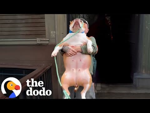Overweight Pittie Masters The Stairs — And Then The Zoomies! | The Dodo