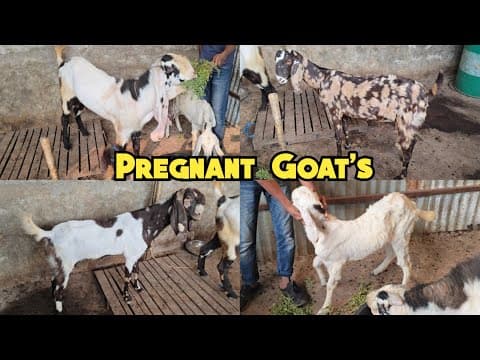 Pure Hyderabadi Gulabi Breeder Bakra | Totapari Goats | Sojat Sirohi Bakriya Available In Hyderabad