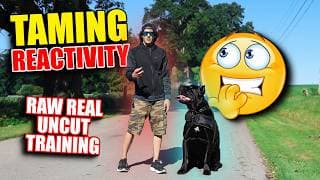 Cane Corso Reactivity Uncut Raw Training