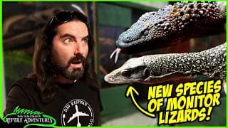 Meet The New Species Of Monitor Lizards! Mike's Monitors Room Tour!