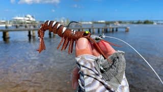 Epic All Day Multi-species Fishing & Catch N Cook Otw! Snook, Tarpon, Grouper, Redfish And More!!