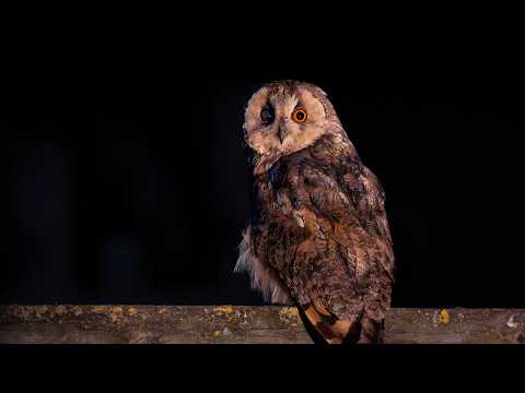 Where To See Owls In The Uk? | Owl Spotting At Elmley Nature Reserve