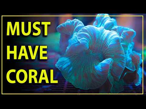 The One Coral Every Lps Collector Must Have In Their Tank