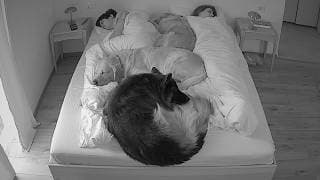 What My 3 Dogs Do At Night While We Sleep