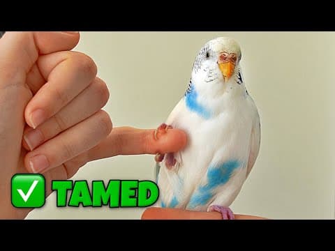 Tamed My Scared Bird In 3 Days - Here's How (fast Guide)