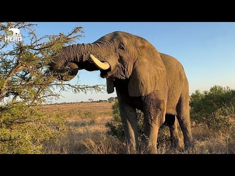 Tomorrow Is Bonus Day | Support Fishan And The Elephant Herd 💚