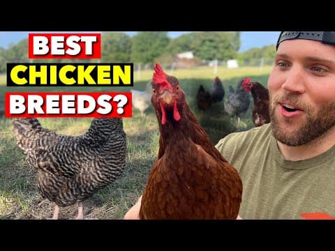 HOW TO SELECT THE RIGHT LAYING HEN BREEDS FOR YOUR HOMESTEAD