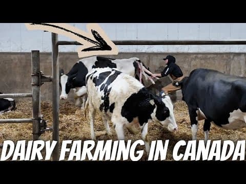 Cow Walking Around With Calf Half Way Out... Classic