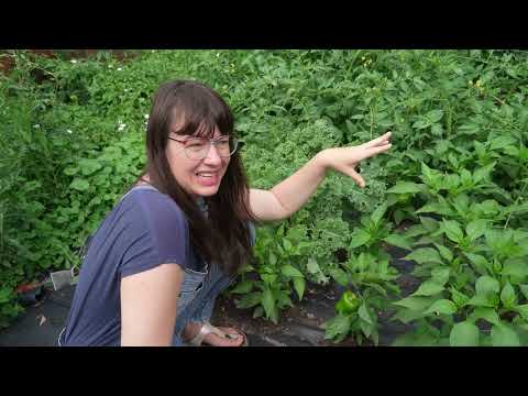 I Have Veggies! - Garden Tour