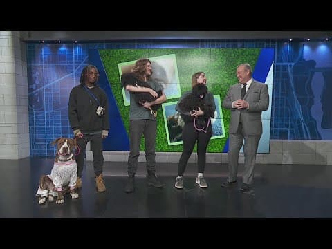 Adopt-a-pet:  Animal Care League