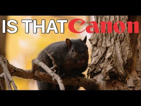 Why Canon Trumps All For Wildlife Video