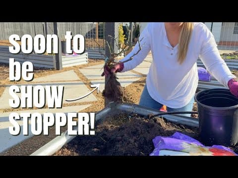 Starting A Rose Allée In The Back Garden! 🌹