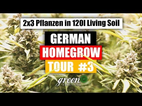 Homegrow In Hannover 6 Pflanzen In 120l Living Soil