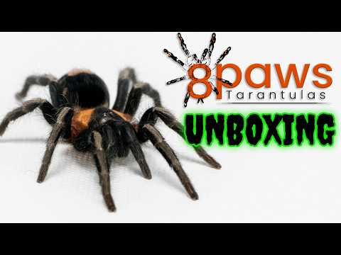 The 8 Paws Tarantulas Unboxing You’ve Been Waiting For!